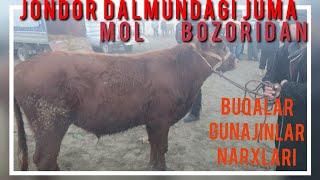 Jondor Dalmundagi Juma mol bozori boqishga tayyor buqalar  va gunajinlar narxlari 7/01/2022