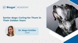 Senior dogs: Caring for Them in Their Golden Years