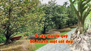 Giao Lưu 6 Cây Mai Tứ Qúy Một Cốt Chủ Gia Giàu Có 0908495022 Anh Sơn | Tứ Qúy Miệt Vườn