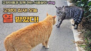 고양이 집사! 삐지고, 화나고, 웃을 때! / 고양이들과 함께 하는 시골살이 vlog