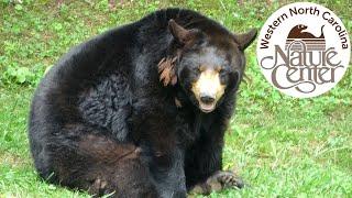 Western North Carolina Nature Center Tour & Review with The Legend