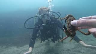 Diving Nessebar/ Nesebar 2023 with Angel Divers Bulgaria