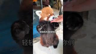 小熊猫：看看你们这没见过世面的样子 #小熊猫 #萌宠 #动物 #可爱到爆炸