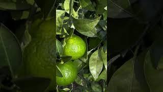 Переехали в Грузию, к морю. Купили дом в деревне. Наша четвертая осень #грузия #переездвгрузию