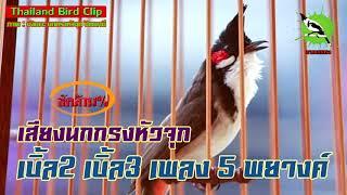 เสียงนกกรงหัวจุกเบิ้ล2 เบิ้ล3 เพลง 5 พยางค์ (Thailand Bird Clip) Chào Mào Thái Lan