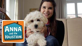 Maltipoo | Information für Kinder | Anna und die Haustiere