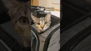 Survival of the Fluffiest?  || beaglebitez - cute pet videos