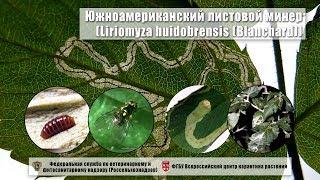 Южноамериканский листовой минер (Liriomyza huidobrensis (Blanchard))