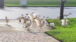 White Ibis Flock In Rainy Day Bliss