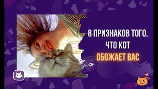 8 признаков того, что кот обожает вас | kotovideo 