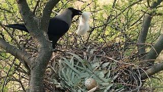 Crow took away the eagle's baby from the eagle's nest @beautyofnature4988