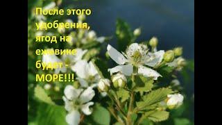 ЛУЧШЕЕ УДОБРЕНИЕ ДЛЯ ЕЖЕВИКИ. Продается в каждом садовом магазине.