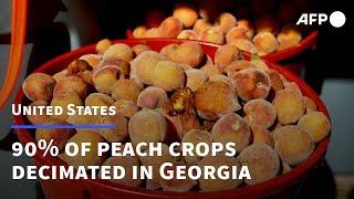 As climate changes, farms in US 'Peach State' Georgia suffer | AFP