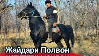 ЖАЙДАРИ ПОЛВОННИ ОТИ КОРАКУШ СОТИЛАДИ.. QORAQUSH QOBIL POLVONNI OTI..#horse #rek