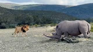 Rhino Stabs At Male Lion With Its Horn