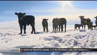 Montana Ag: Calving season can be difficult in winter