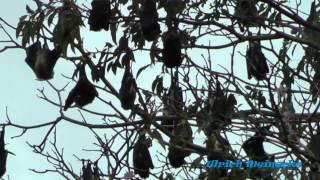 Mauritius - Megabats (Pteropodidae - Megachiroptera) - Flughunde-Fledermaus