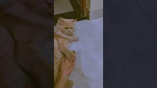 Fifi did handshake  #fifi #enjoy #handshake #meowww #cat #persiancat #togetherforever