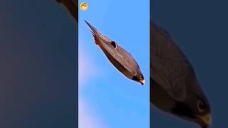 World’s Fastest Bird! #shorts #facts #birds #amazingfacts #peregrinefalcon #ytshorts #youtubeshorts