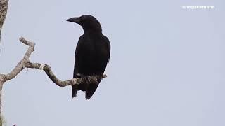 5 MACAM SUARA BURUNG GAGAK