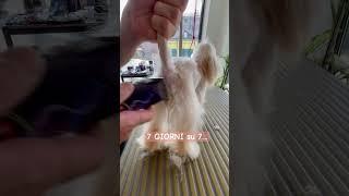 PULIZIE IGIENICHE .. #maltipoo