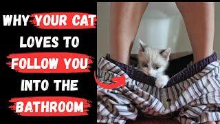 Why Does Your CAT FOLLOW You Into the BATHROOM? - See What's Behind This Behavior