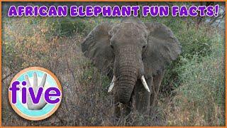 Five African Elephant Facts! (2-Minute Learning Video for Kids!)