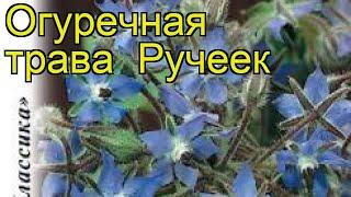 Огуречная трава Ручеек. Краткий обзор, описание характеристик, где купить семена borágo