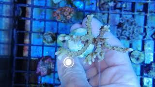 Anacropora forbesi coral gandalf