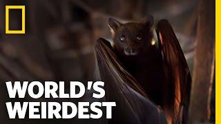 Flying Foxes | World's Weirdest