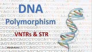 DNA Polymorphism | VNTR | STR