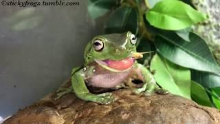 Dinner with the Stickyfrogs! (Tiny wins Best Tongue!)