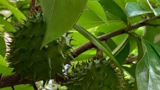 Soursop or Guanabana in Florida, common fruit in South Florida