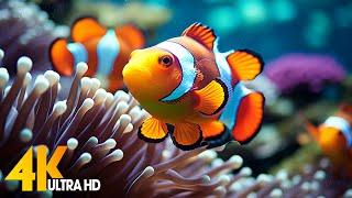 Aquarium 4K VIDEO (ULTRA HD)  Beautiful Coral Reef Fish - Relaxing Sleep Meditation Music #104
