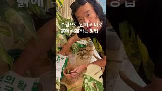 수경보다 흙이 수천번 낫습니다 #몬스테라알보 #plants #식물 #수경재배 #알보의왕