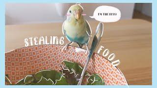 I Let My Budgie Be the Boss for A Day