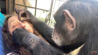 Gentle Chimpanzee Bow Grooming Outdoors on Hammock