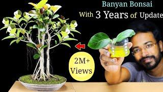 How to EASILY make a Bonsai Tree  | Banyan Bonsai | Best Bonsai Tree for Beginners