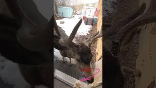 HAND feeding Big BUCK!  Cat Sidekick! #shorts  #deerwhisperer #feedingdeer #buck #cat