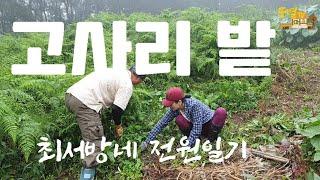 고사리재배|귀촌작물|귀촌생활|최서방네 전원일기 I 고사리 밭 I 시골살이