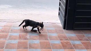 The mother cat brings her 6 newborn babies to the family beg for help