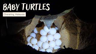 Releasing Baby Turtles & Green Turtle Laying Eggs | Cherating, Malaysia