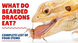 What do Bearded Dragons Eat - What to Feed Bearded Dragons - Bearded Dragons Diet