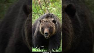 Largest Grizzly Bear Boar Seen in the Canadian Rockies This Year