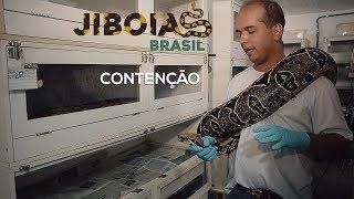 CONTENDO UMA JIBOIA GRANDE (parte I)