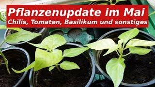 Chilis, Tomaten, Basilikum nach 3,5 Monaten