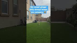 Can This Cat Show His Love?  #GingerCat  #CatVideos 