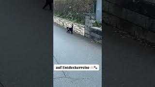 Kätzchen auf Entdeckerreise 🫶 #katze #süßekatze #lieblingskatze #shorts