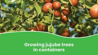 Growing Jujube Trees in Containers | How to Grow Jujube tree in Pot