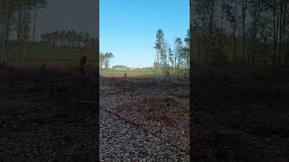 STUMPS & MUD #deforestation #woods #nature #targetpractice #airrifleshooting #airrifles